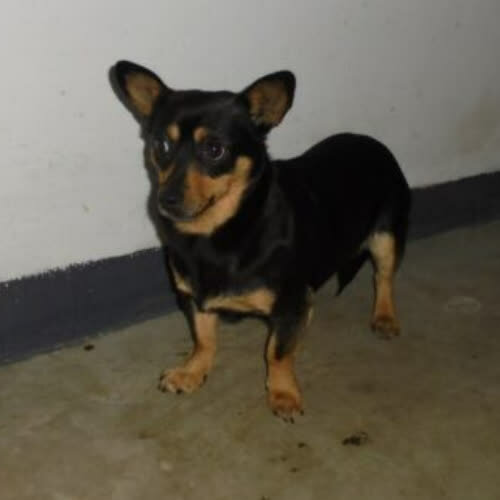 Psy ze schroniska do adopcji Gośka 14