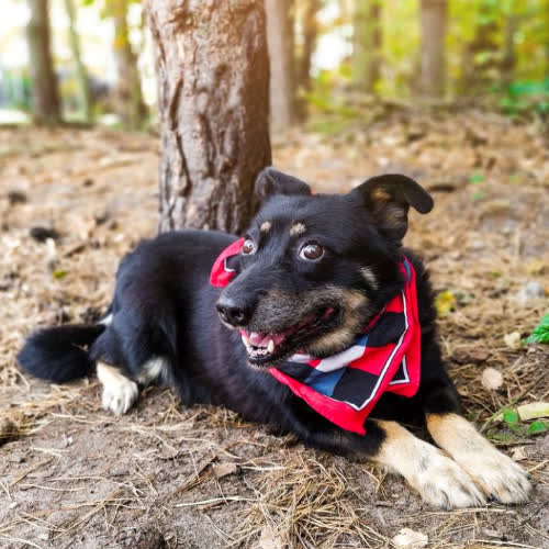 Suzi