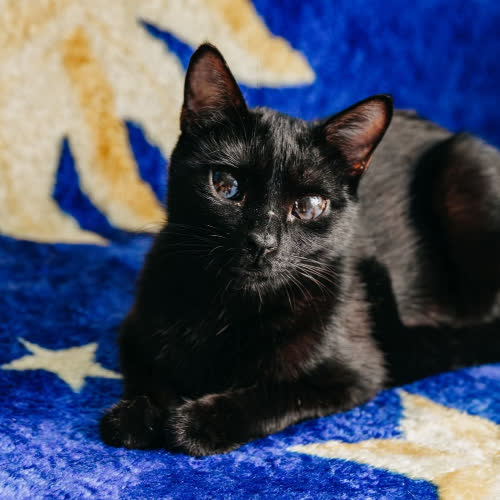 Koty ze schroniska do adopcji Inka