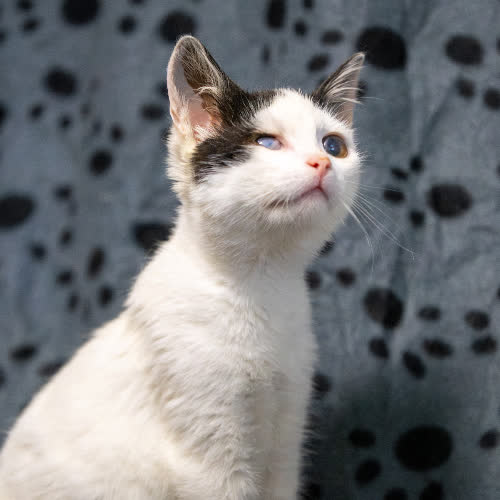 Koty ze schroniska do adopcji Iloczyn