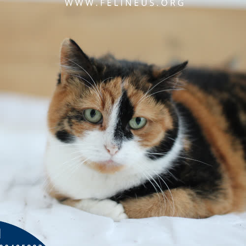 Koty ze schroniska do adopcji Maja