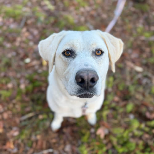 Psy ze schroniska do adopcji Łucja