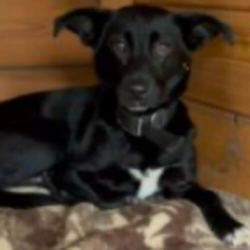 Psy ze schroniska do adopcji Czikita