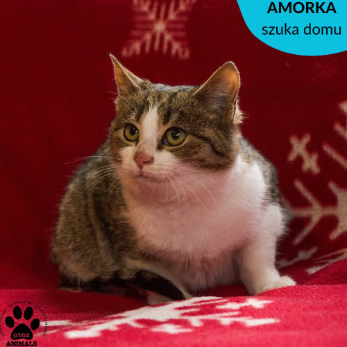 AMORKA