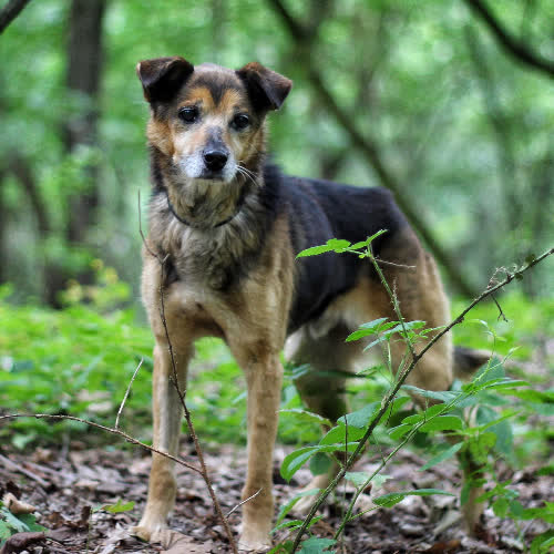 Psy ze schroniska do adopcji Magik