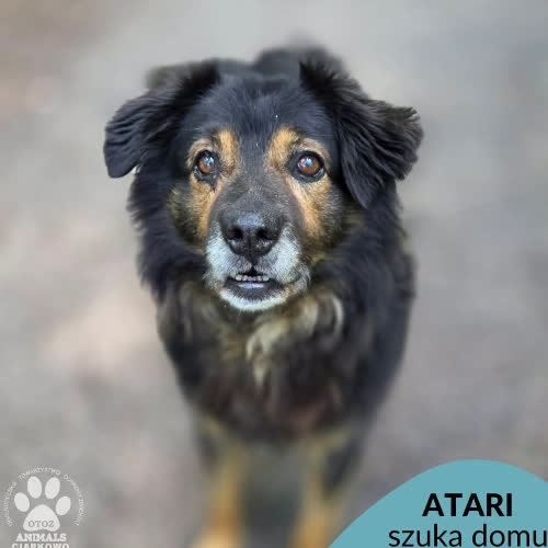 Atari