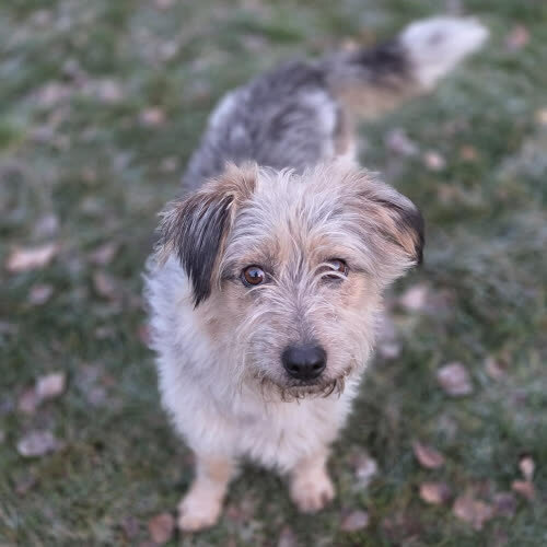 Psy ze schroniska do adopcji Docent 