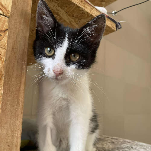 Koty ze schroniska do adopcji Marcinek