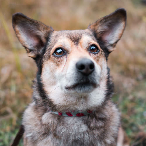 Psy ze schroniska do adopcji Szorti