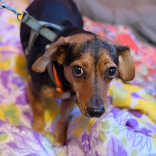 Psy ze schroniska do adopcji Daisy