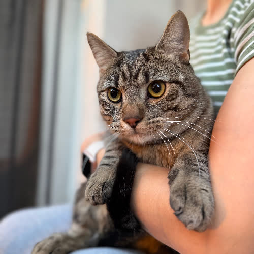 Koty ze schroniska do adopcji Miecio 