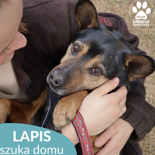 Psy ze schroniska do adopcji Lapis