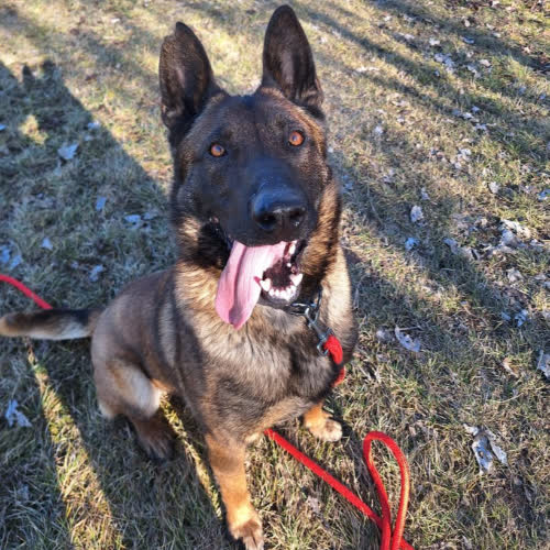 Psy ze schroniska do adopcji Smaug