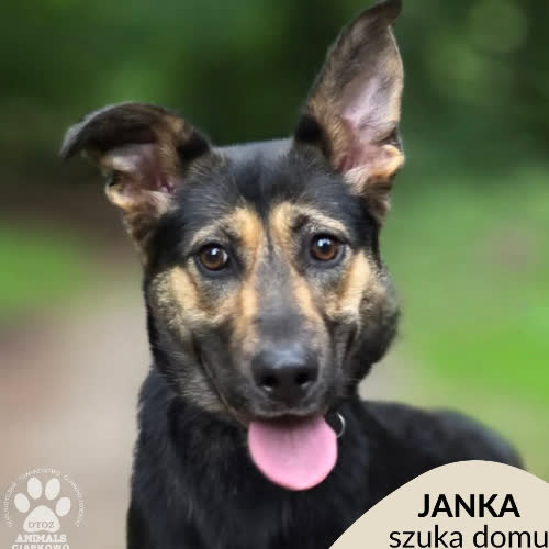 Janka