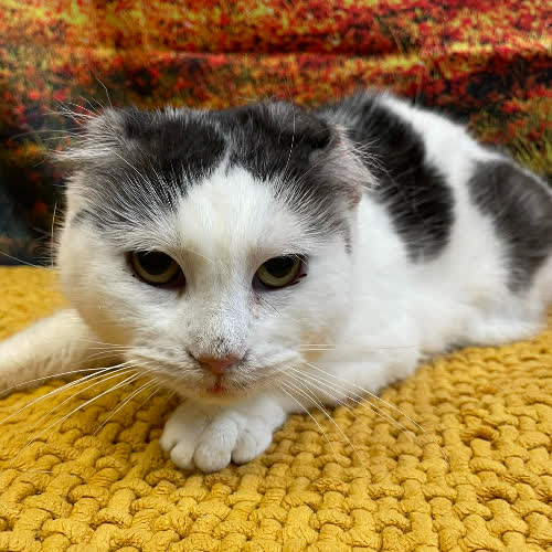 Koty ze schroniska do adopcji Atlanta