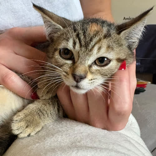 Koty ze schroniska do adopcji Grzanka