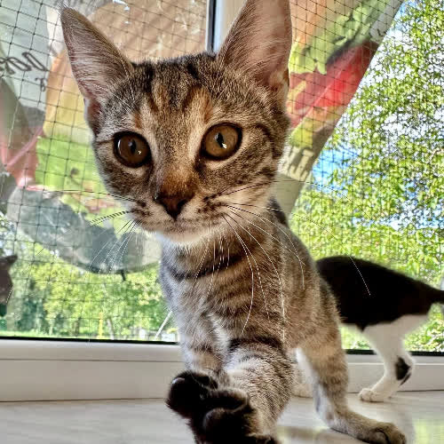 Koty ze schroniska do adopcji Kluska