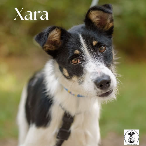 Xara