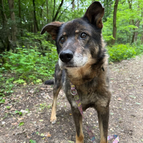 Psy ze schroniska do adopcji Gryps