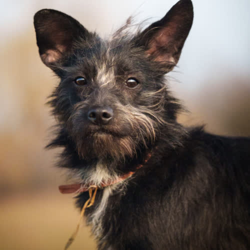 Psy ze schroniska do adopcji Kefir