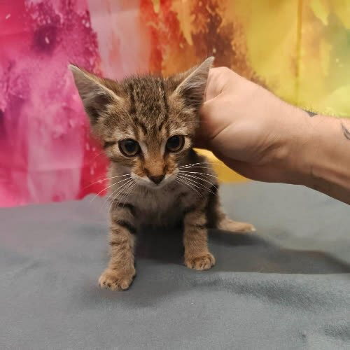 Koty ze schroniska do adopcji Theo