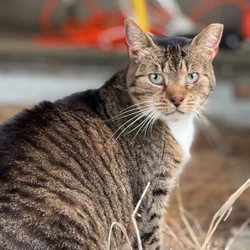 Koty ze schroniska do adopcji Conchilla