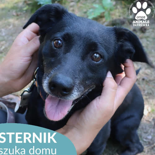 Sternik