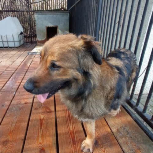 Psy ze schroniska do adopcji Magia