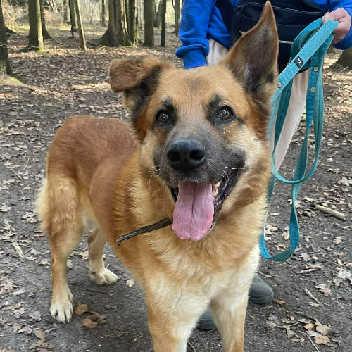 Psy ze schroniska do adopcji Bursztyn