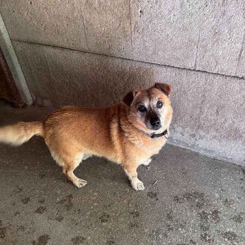 Psy ze schroniska do adopcji Mikołaj