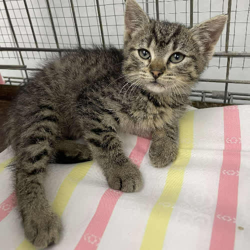 Koty ze schroniska do adopcji Eir