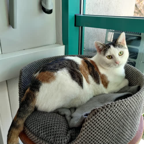 Koty ze schroniska do adopcji Gouda