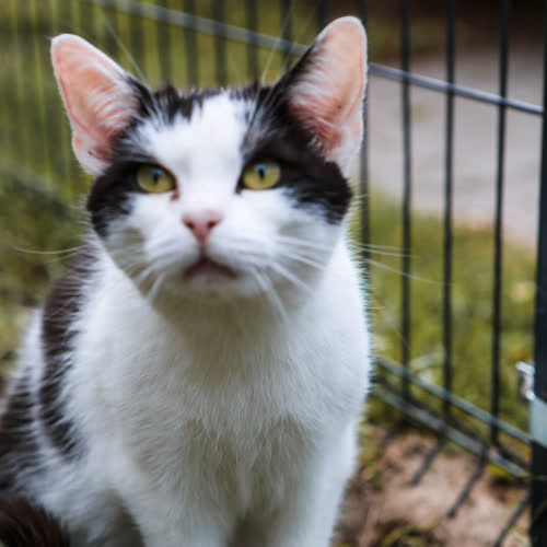 Koty ze schroniska do adopcji Miki