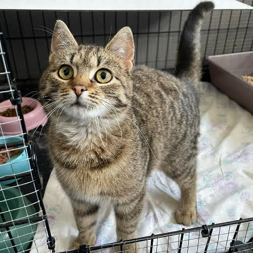 Koty ze schroniska do adopcji Um18