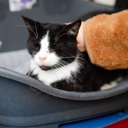 Koty ze schroniska do adopcji Sany