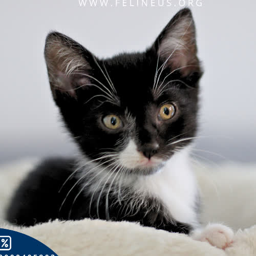 Kit