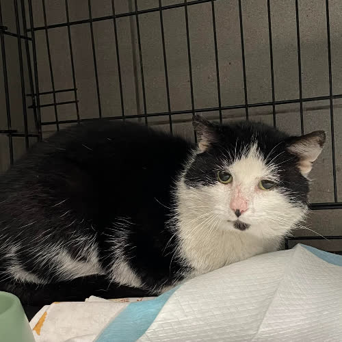 Koty ze schroniska do adopcji B21