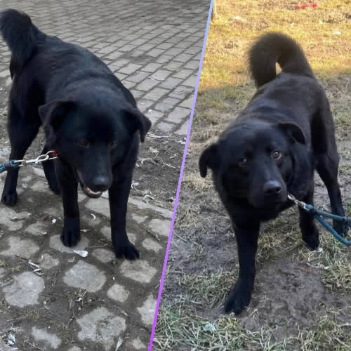 Psy ze schroniska do adopcji Riko