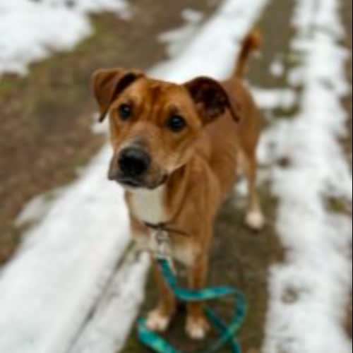 Psy ze schroniska do adopcji Lisek 