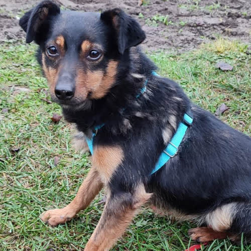 Psy ze schroniska do adopcji Gromit 