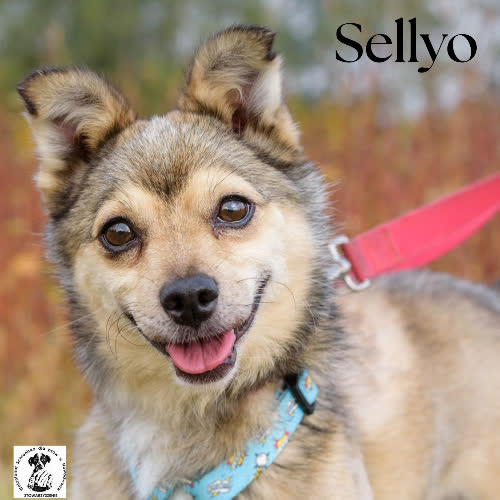 Psy ze schroniska do adopcji Rezolutny Sellyo 