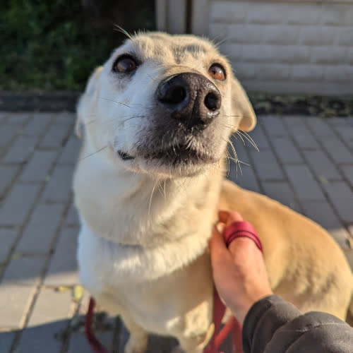 Psy ze schroniska do adopcji Lodzia