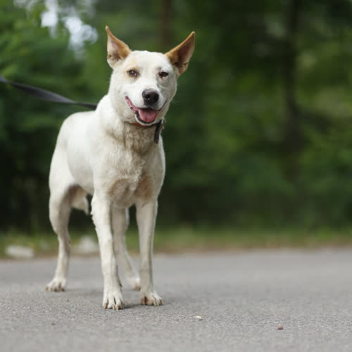 Psy ze schroniska do adopcji Kendi