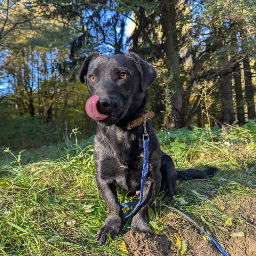 Psy ze schroniska do adopcji Łoś