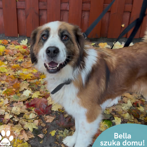 Psy ze schroniska do adopcji Bella