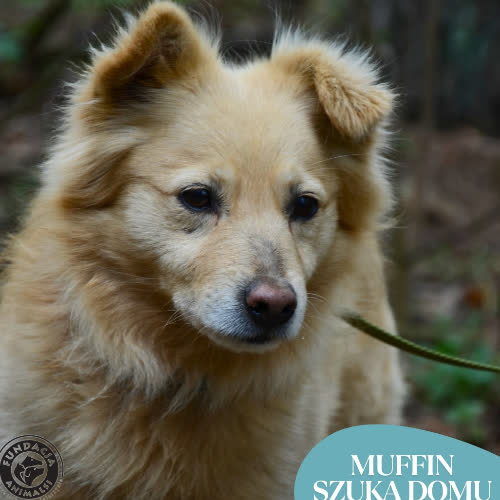 Psy ze schroniska do adopcji MUFFIN