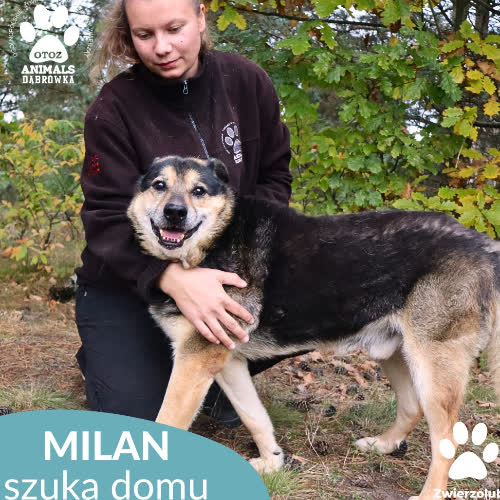 Psy ze schroniska do adopcji MILAN