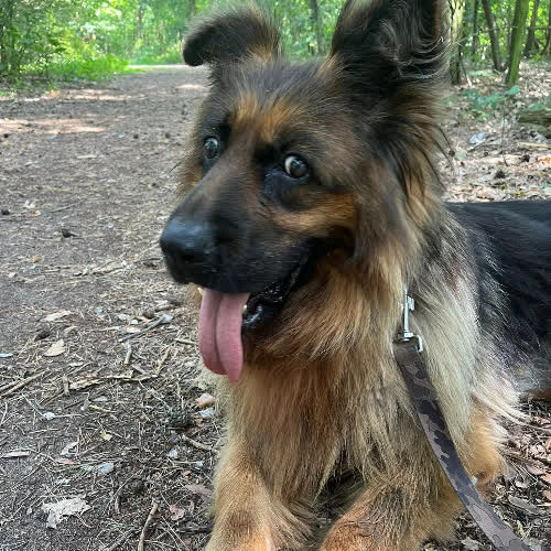 Psy ze schroniska do adopcji Stella
