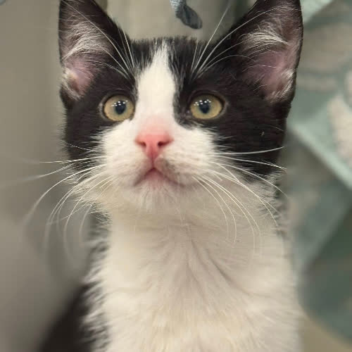 Koty ze schroniska do adopcji Benuś i Bonisia 