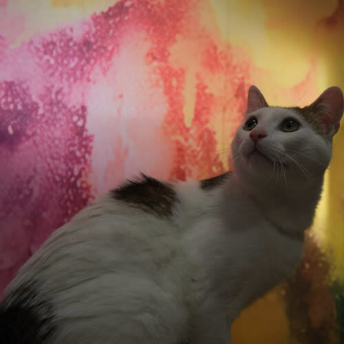 Koty ze schroniska do adopcji Włóczykij